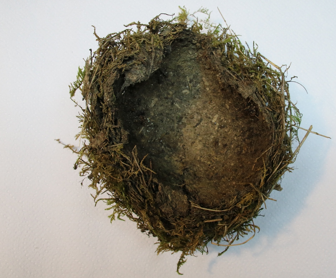 Nid Merle ou Grive Pyracantha 6 Février 2024.JPG