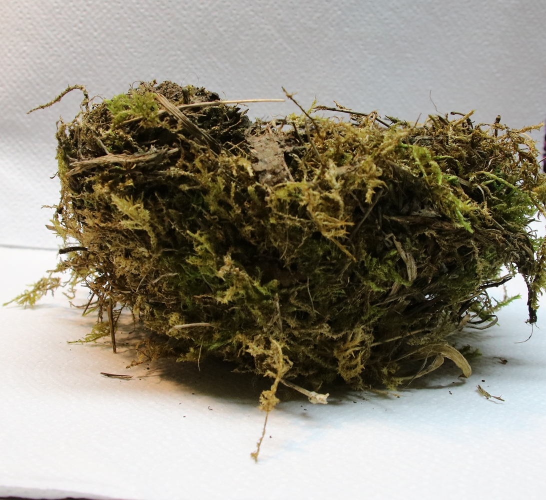 Profil nid Merle ou Grive Pyracantha 6 Février 2024.JPG