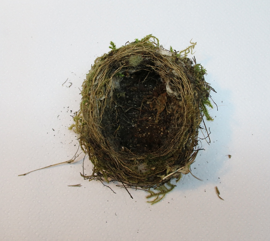 Nid passereaux non identifié Pyracantha 6 Février 2024.JPG