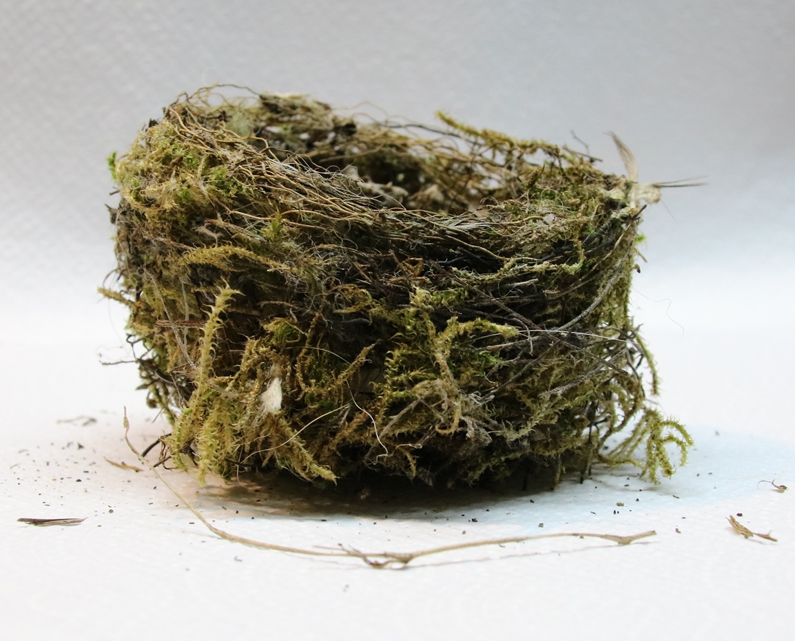 Profil nid passereaux non identifié Pyracantha 6 Février 2024.JPG