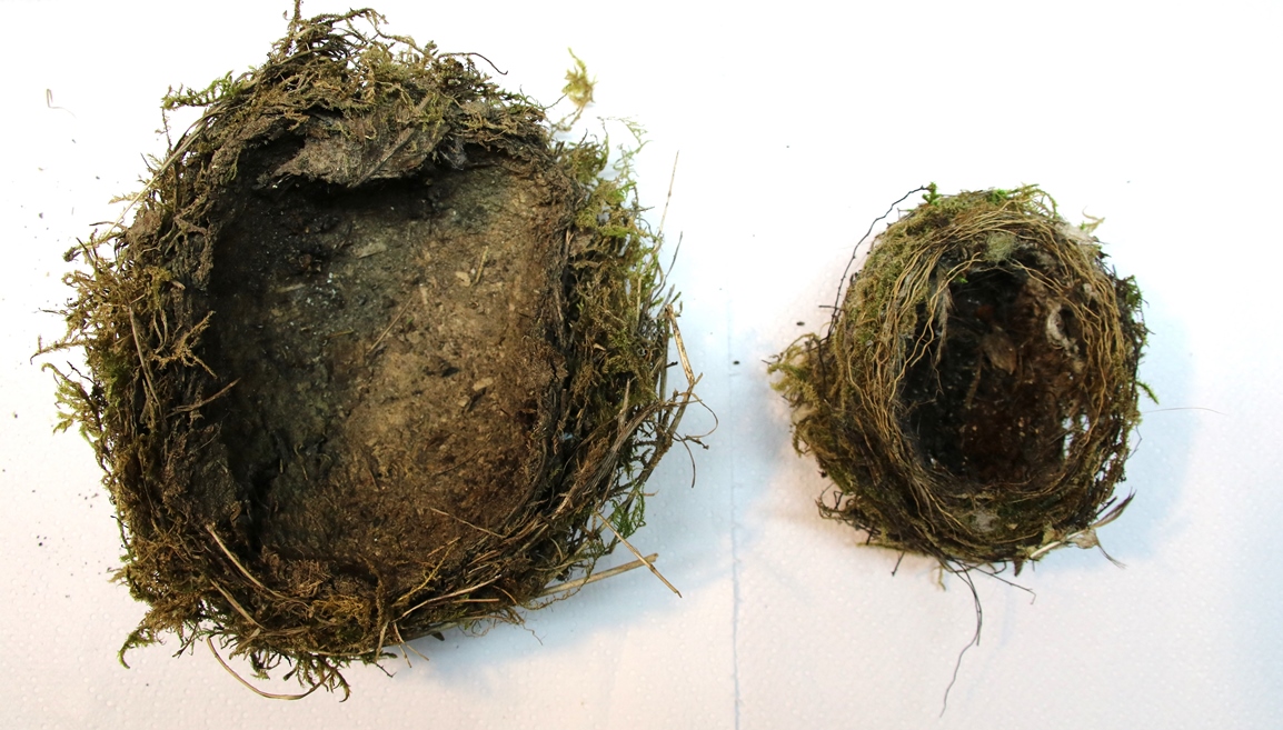 Comparatif des 2 nids Pyracantha 6 Février 2024.JPG