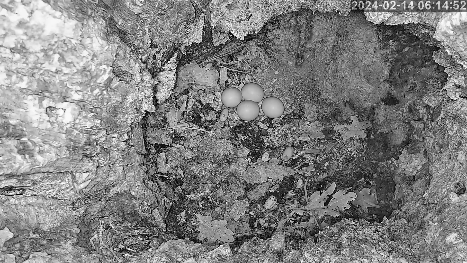 hulottes 4eme oeuf 14 02 2024.jpg