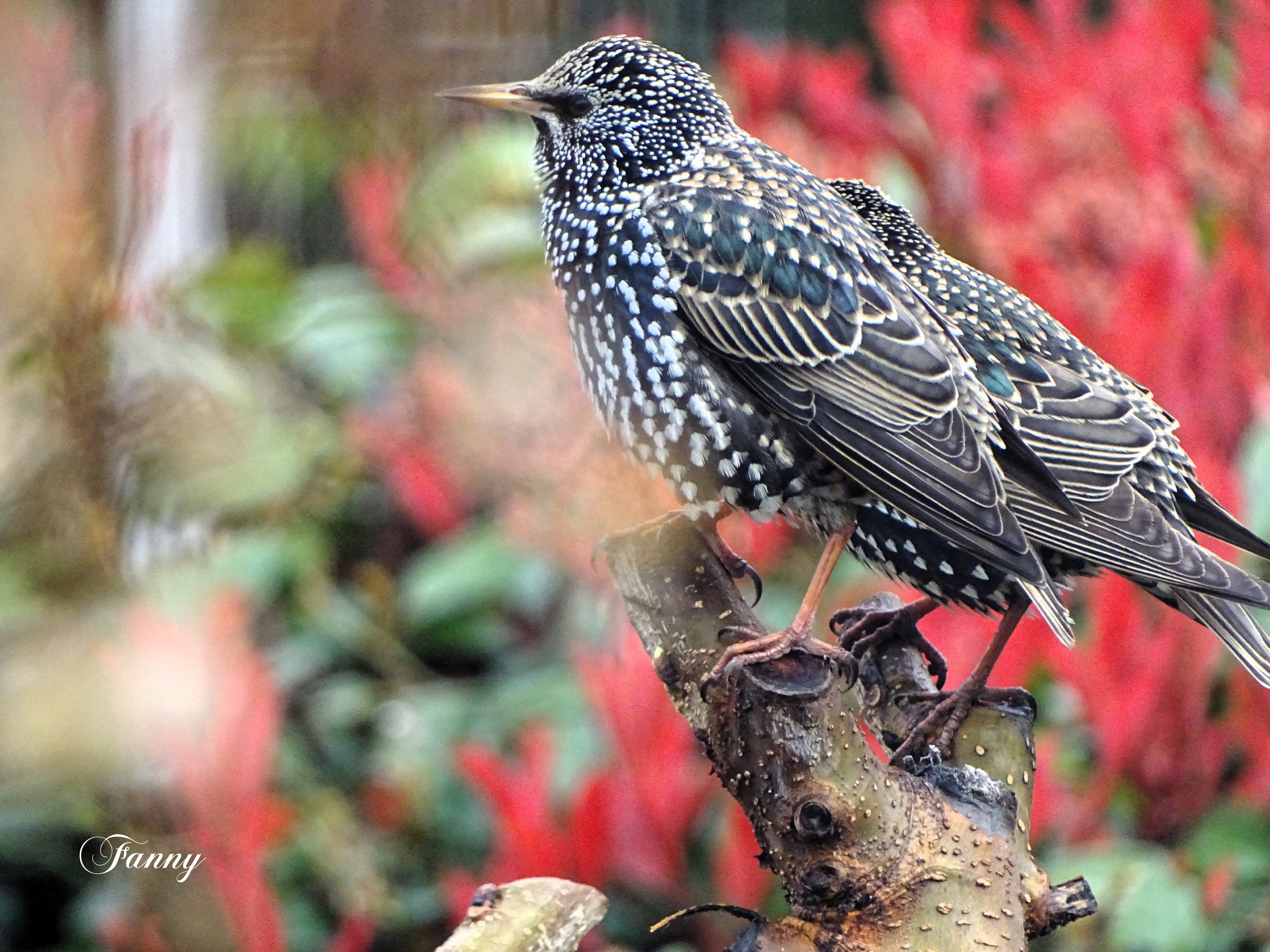 Etourneau sansonnet  SignéDSC00616 (3).jpg