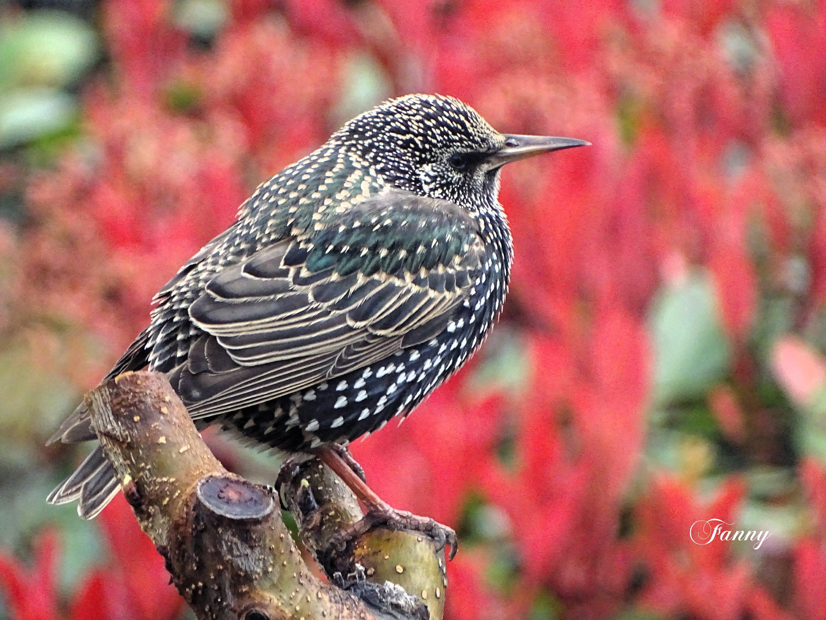 Sansonnet  9 mars2024DSC00620.jpg