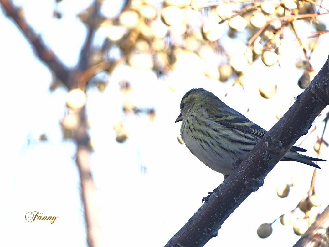 Tarin des Aulnes signéDSC09620.jpg