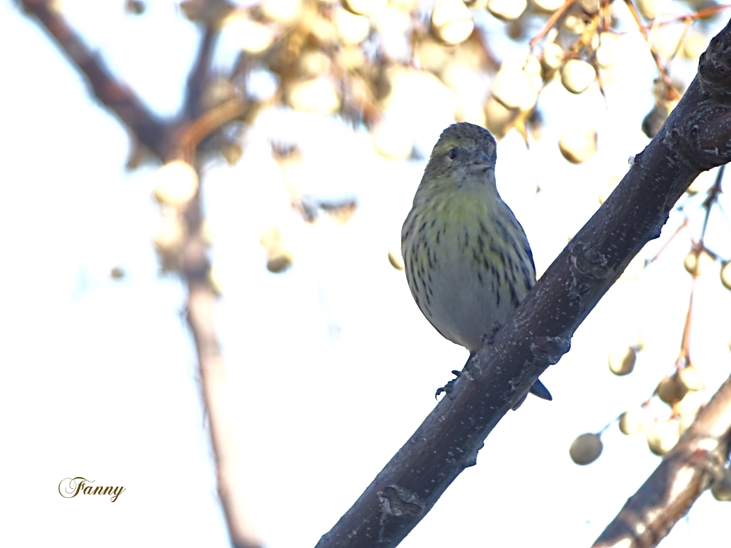 Tarin des Aulnes signé DSC09630.jpg