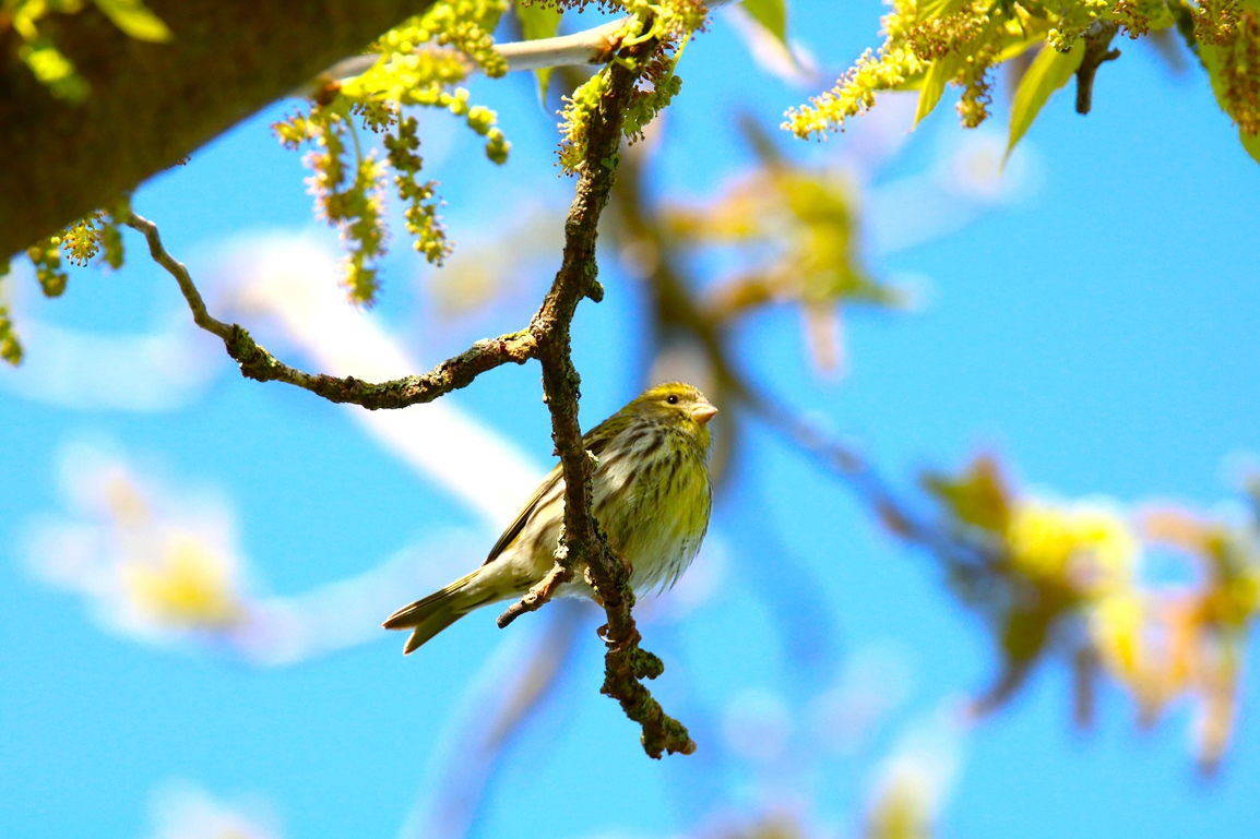 Serin cini femelle jardin 20 Avril 2024 (2) - Copie.JPG