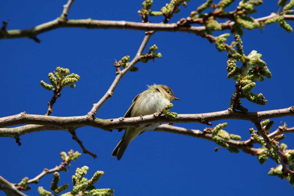 Pouillot véloce jardin Avril 2024 (1) - Copie.JPG