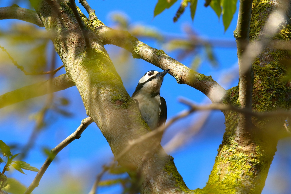 Pic-épeiche mâle jardin 20 Avril 2024 - Copie.JPG