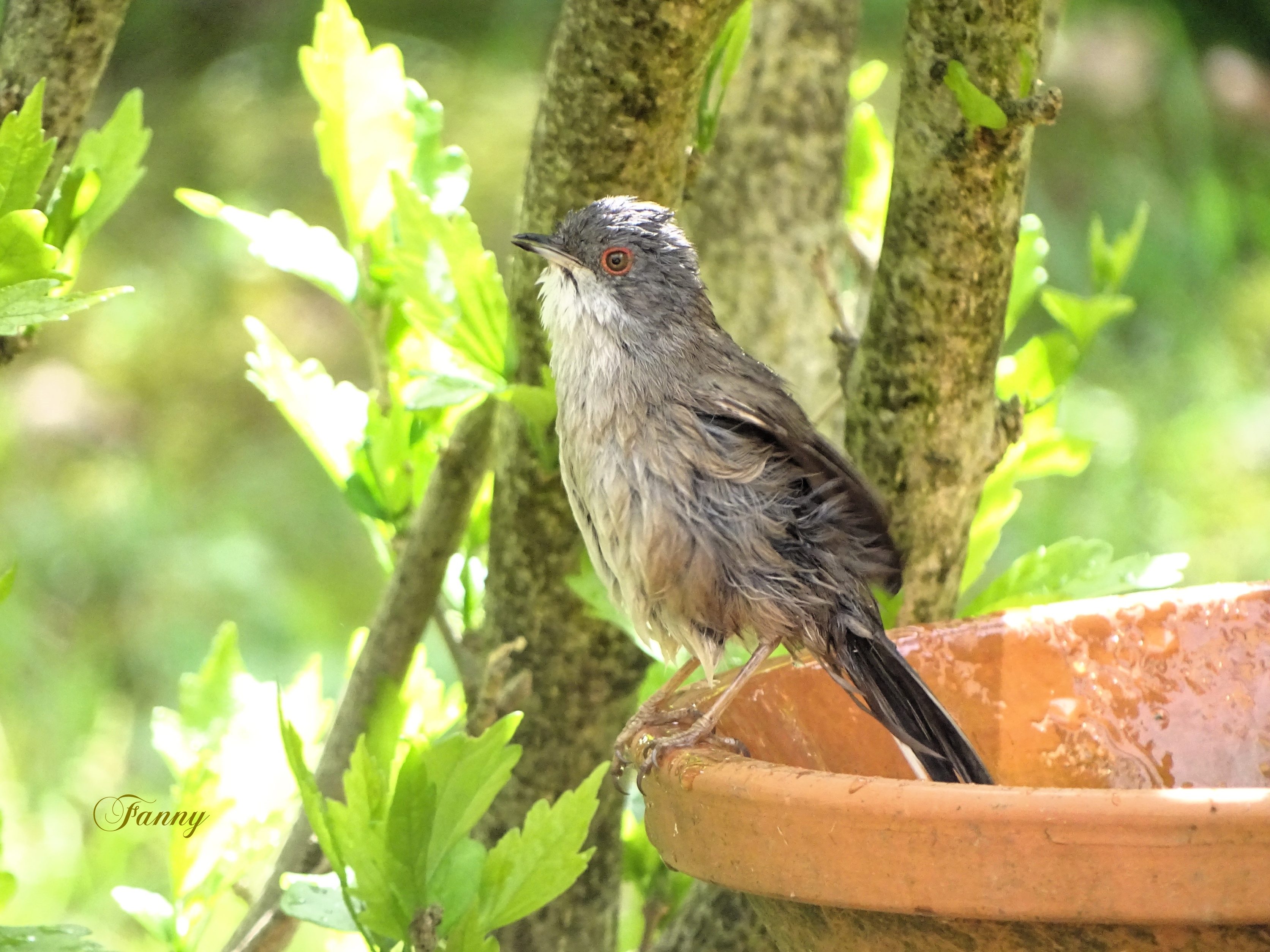 Signé Fauvette mélanocéphale Femelle DSC00820.jpg