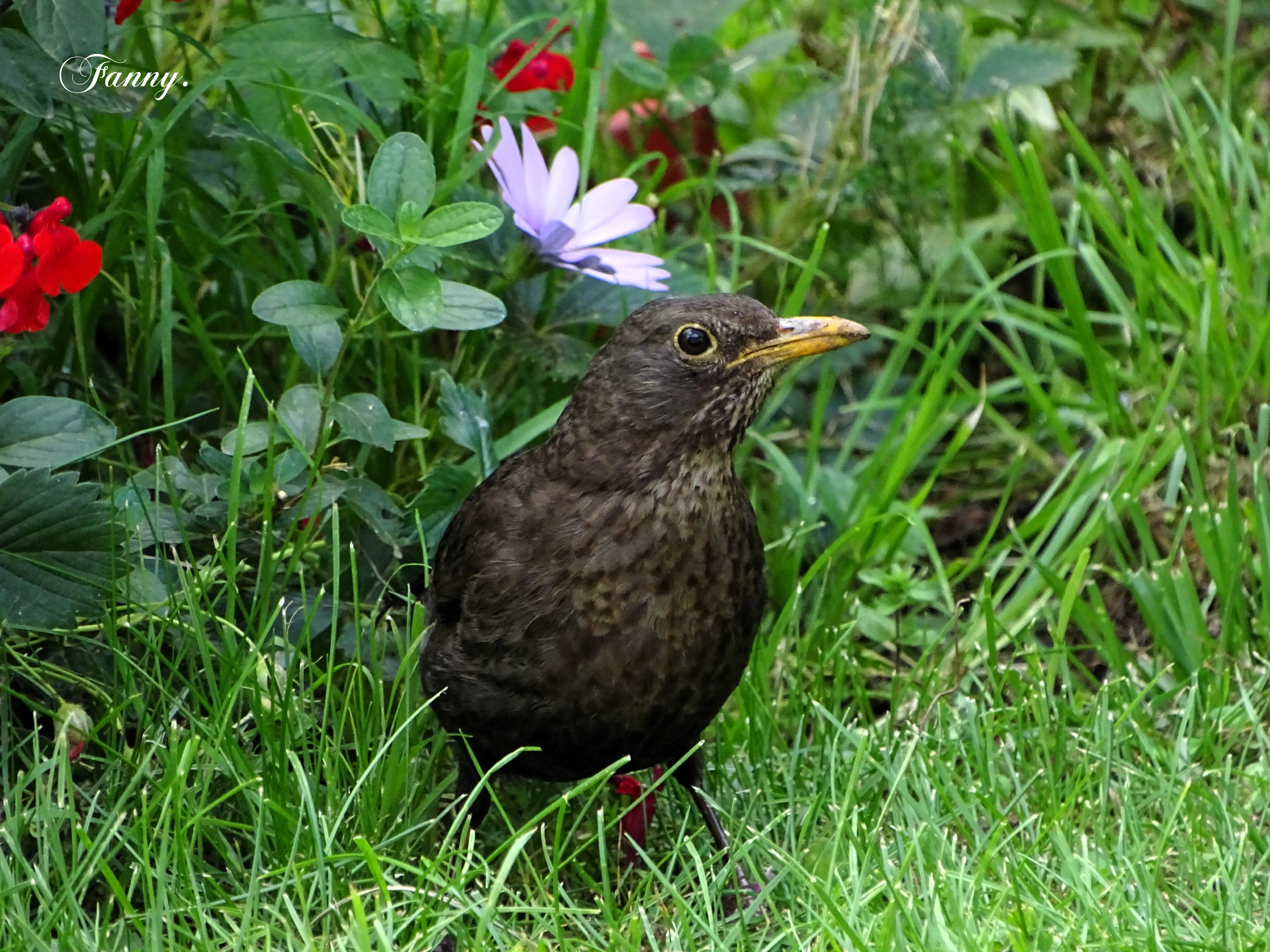 DSC00796 Signée.jpg
