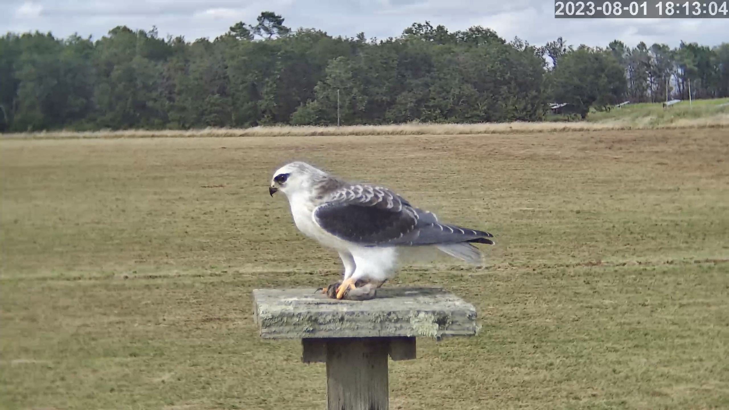 élanion blanc 01 08 2023.jpg