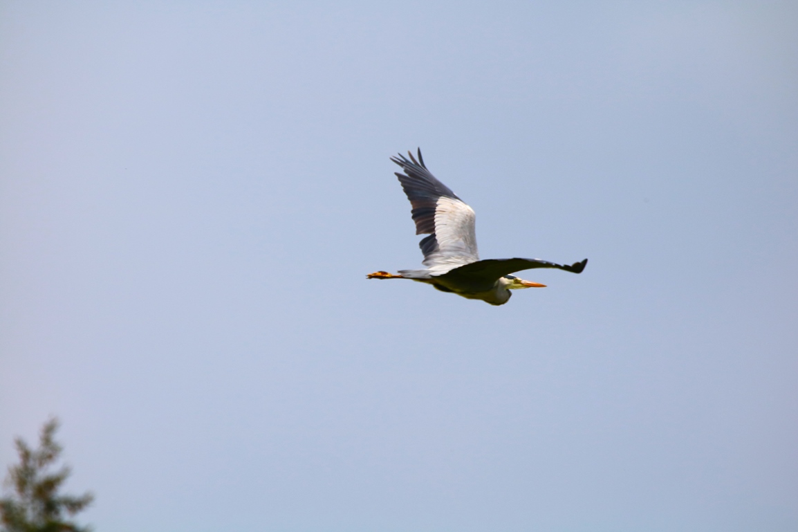 Héron gravière 2.JPG