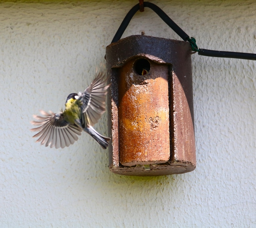 Nidification mésanges charbonnières samedi 11 mai 2024 (9)-crop.JPG