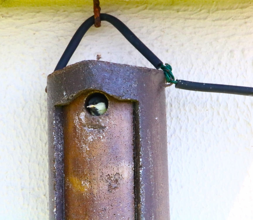 Nidification mésanges charbonnières samedi 11 mai 2024 (5)-crop.JPG