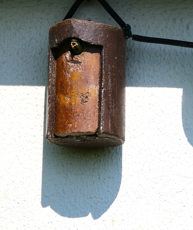 Nidification mésanges charbonnières samedi 11 mai 2024 (3)-crop.JPG