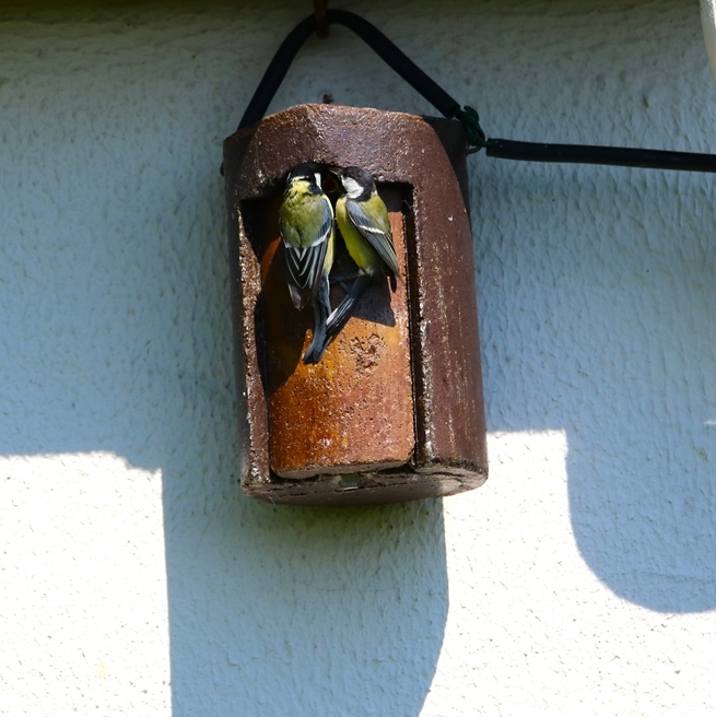 Nidification mésanges charbonnières samedi 11 mai 2024 (1)-crop.JPG