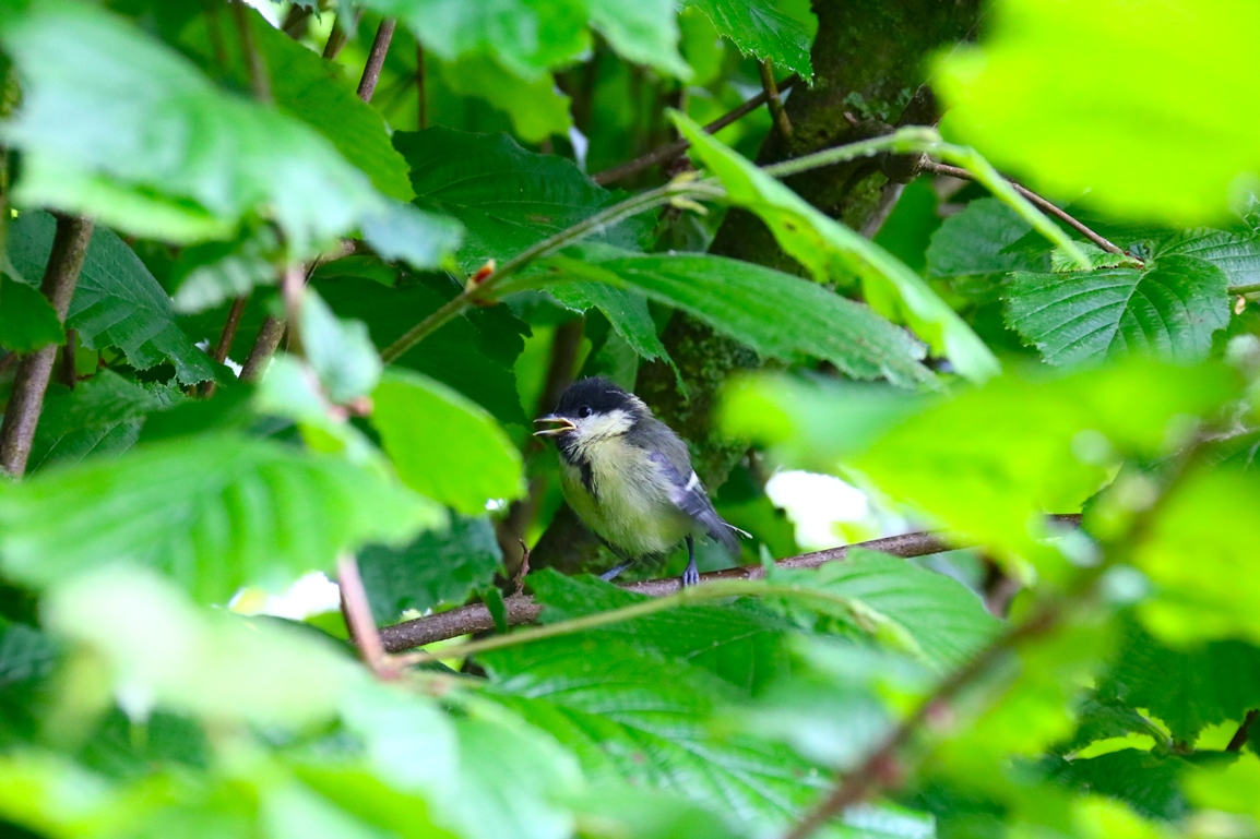 Nidification mésanges charbonnière 13 Mai 2024 (1).JPG