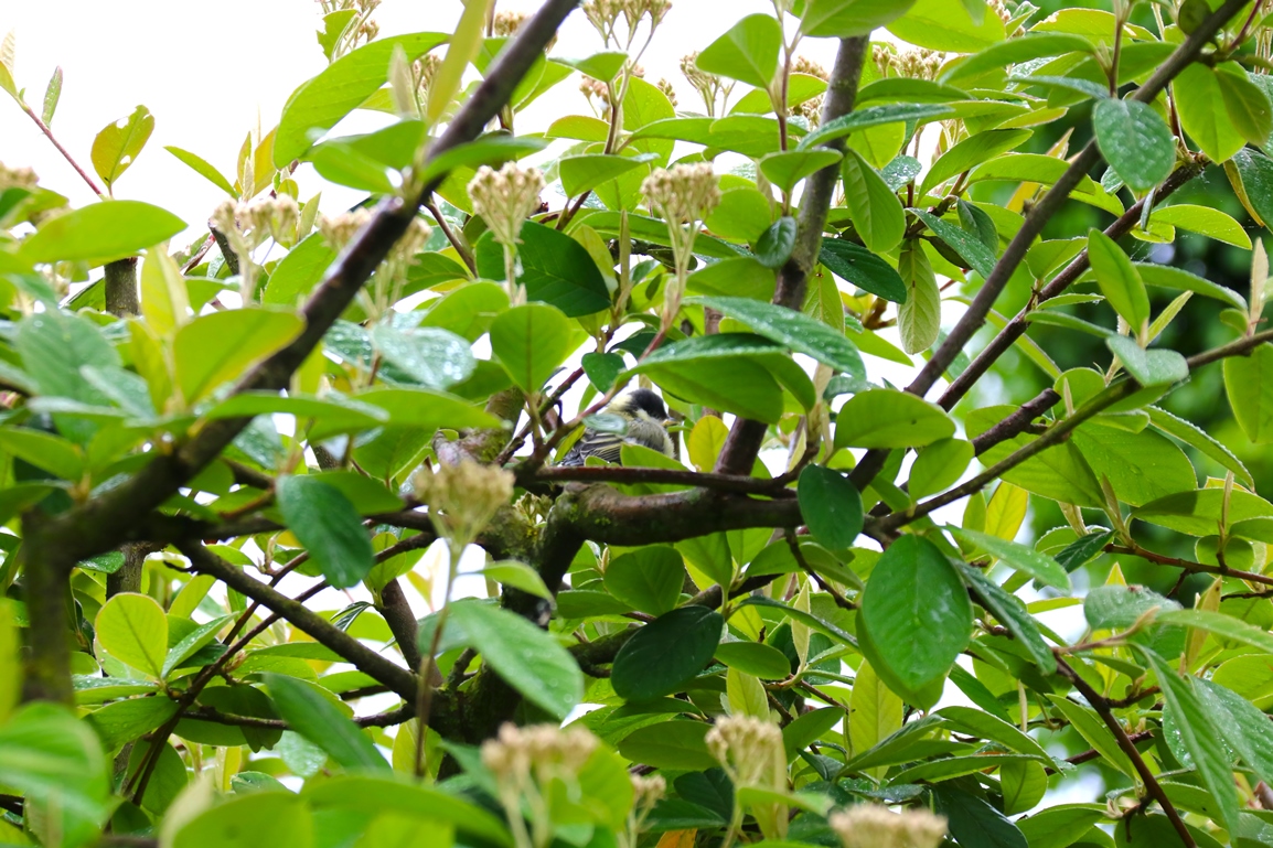 Nidification mésanges charbonnière 13 Mai 2024 (2).JPG