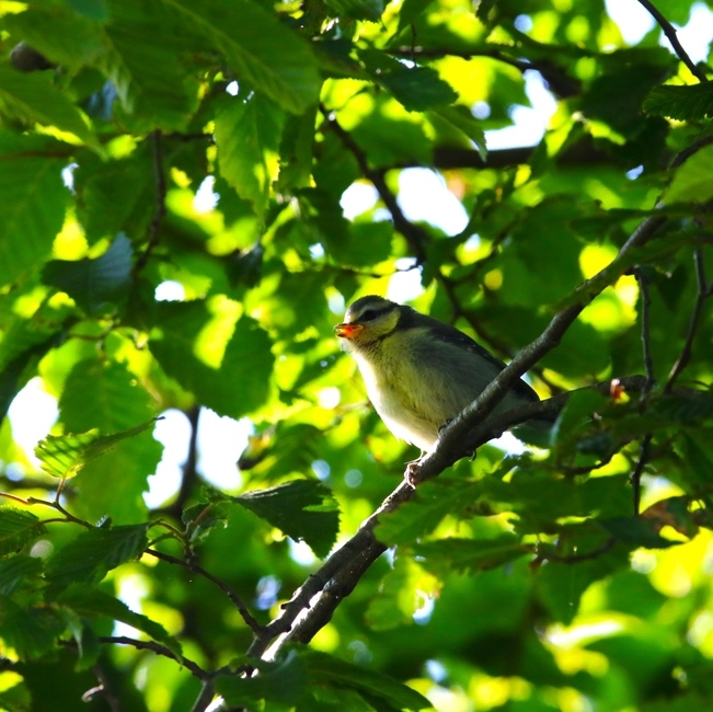 Envol Mésanges bleues 19 Mai 2024 (1).JPG