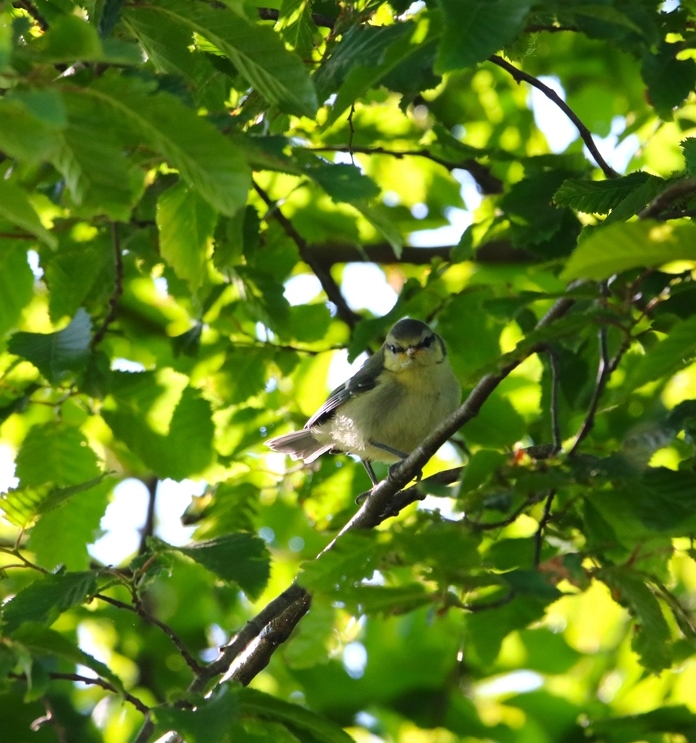 Envol Mésanges bleues 19 Mai 2024 (2).JPG