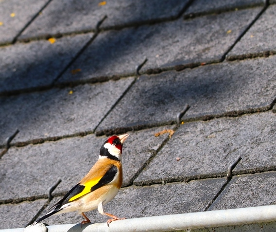 Chardoneret élégant 19 mai 2024 (1).JPG