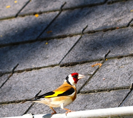 Chardoneret élégant 19 mai 2024 (2).JPG