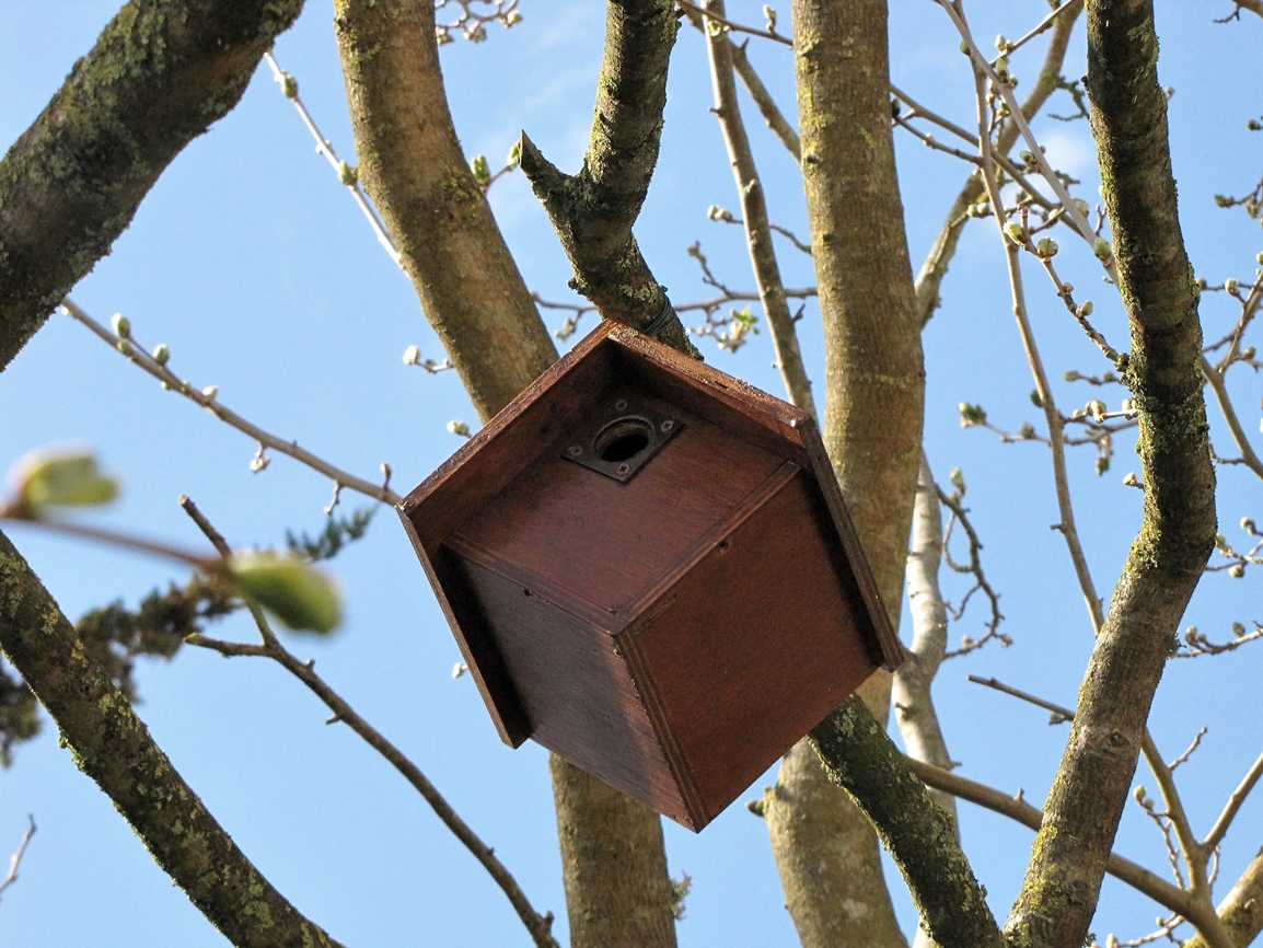 Nichoir  sur Murier.jpg