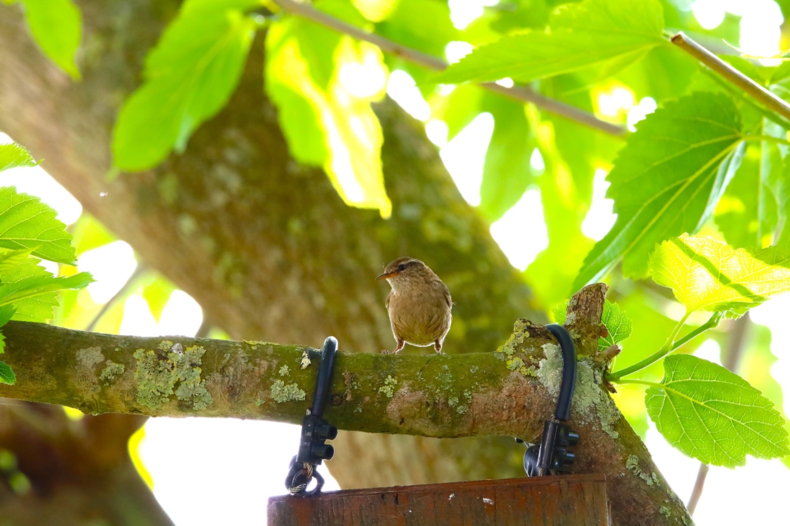 Troglodyte-mignon 20 Mai 2024 (3).JPG