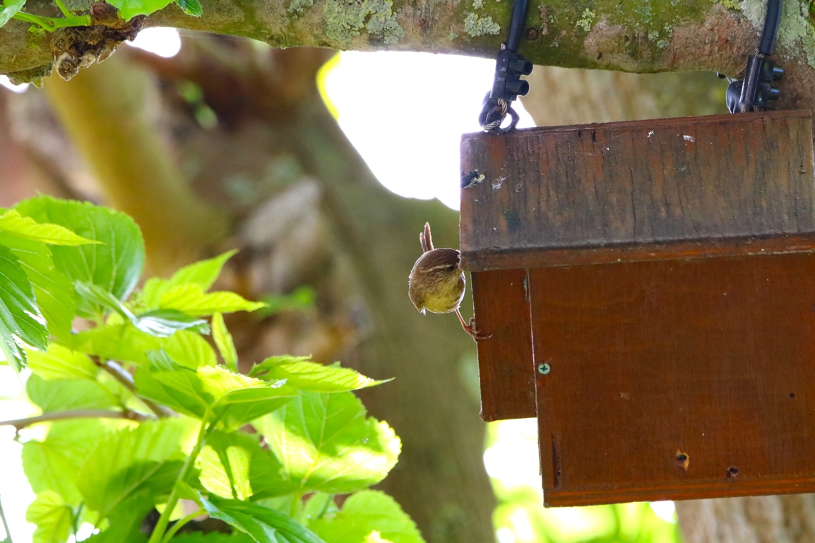 Troglodyte-mignon 20 Mai 2024 (4).JPG