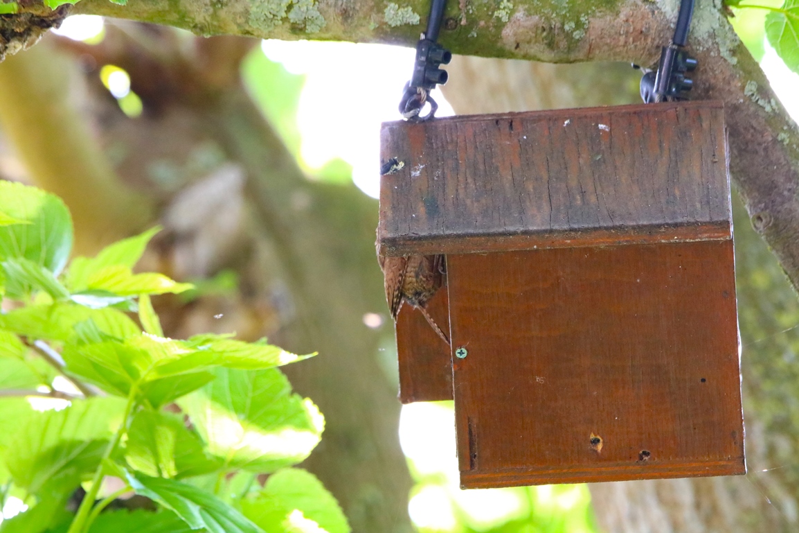 Troglodyte-mignon 20 Mai 2024 (5).JPG