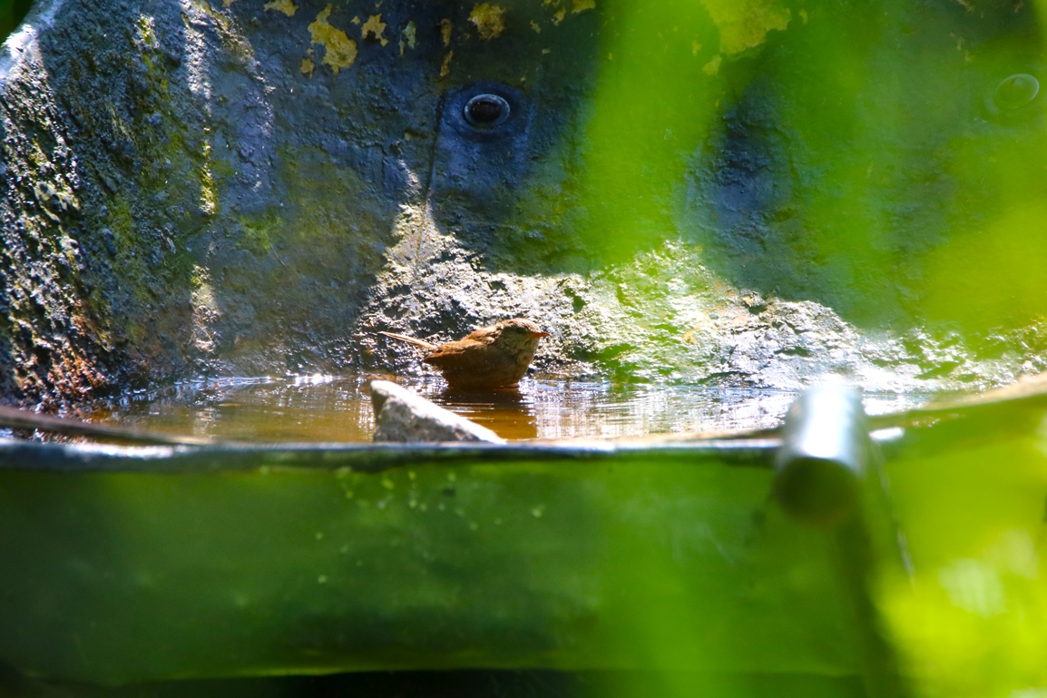 Troglodyte-mignon 20 Mai 2024 (2).JPG