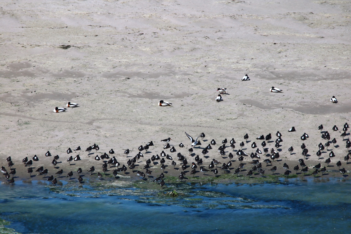 Huitriers-pie St-Maurice Samedi 01 Juin 2024 (3).JPG