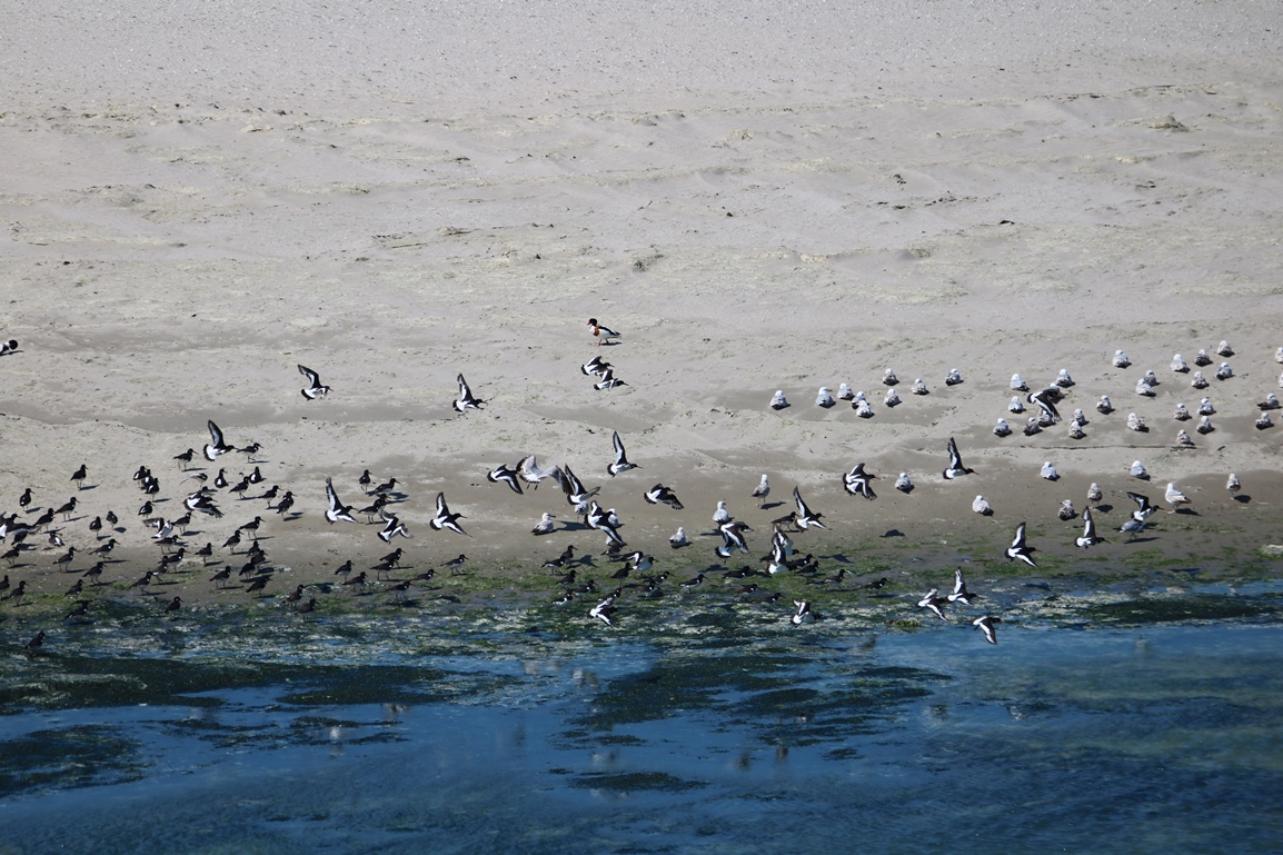 Huitriers-pie St-Maurice Samedi 01 Juin 2024 (5).JPG