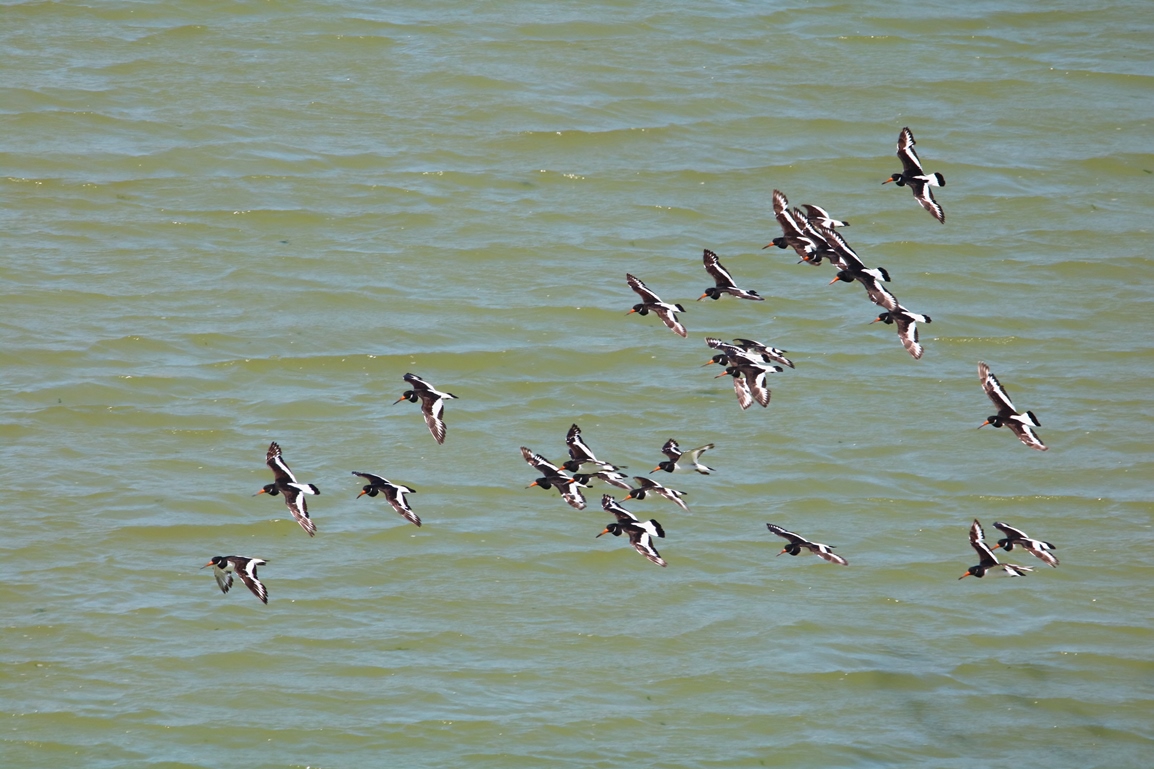 Huitriers-pie St-Maurice Samedi 01 Juin 2024 (4).JPG