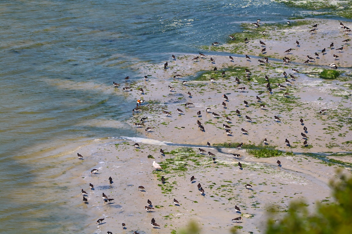 Huitriers-pie St-Maurice Samedi 01 Juin 2024 (2).JPG