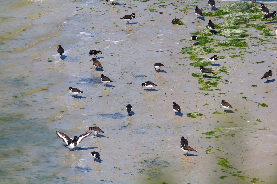 Huitriers-pie St-Maurice Samedi 01 Juin 2024 (1).JPG