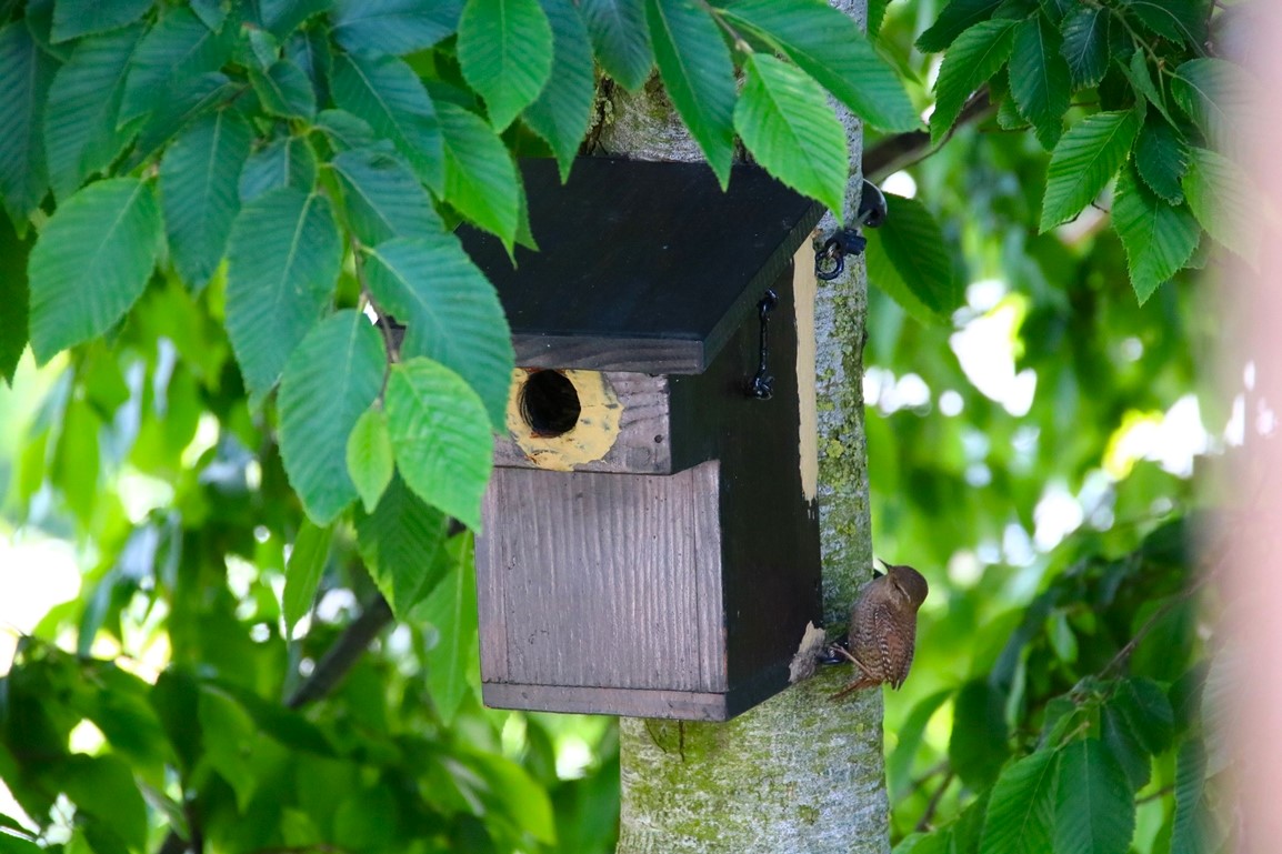 Nidification Troglodyte-mignon 6 Juin 2024 (2).JPG
