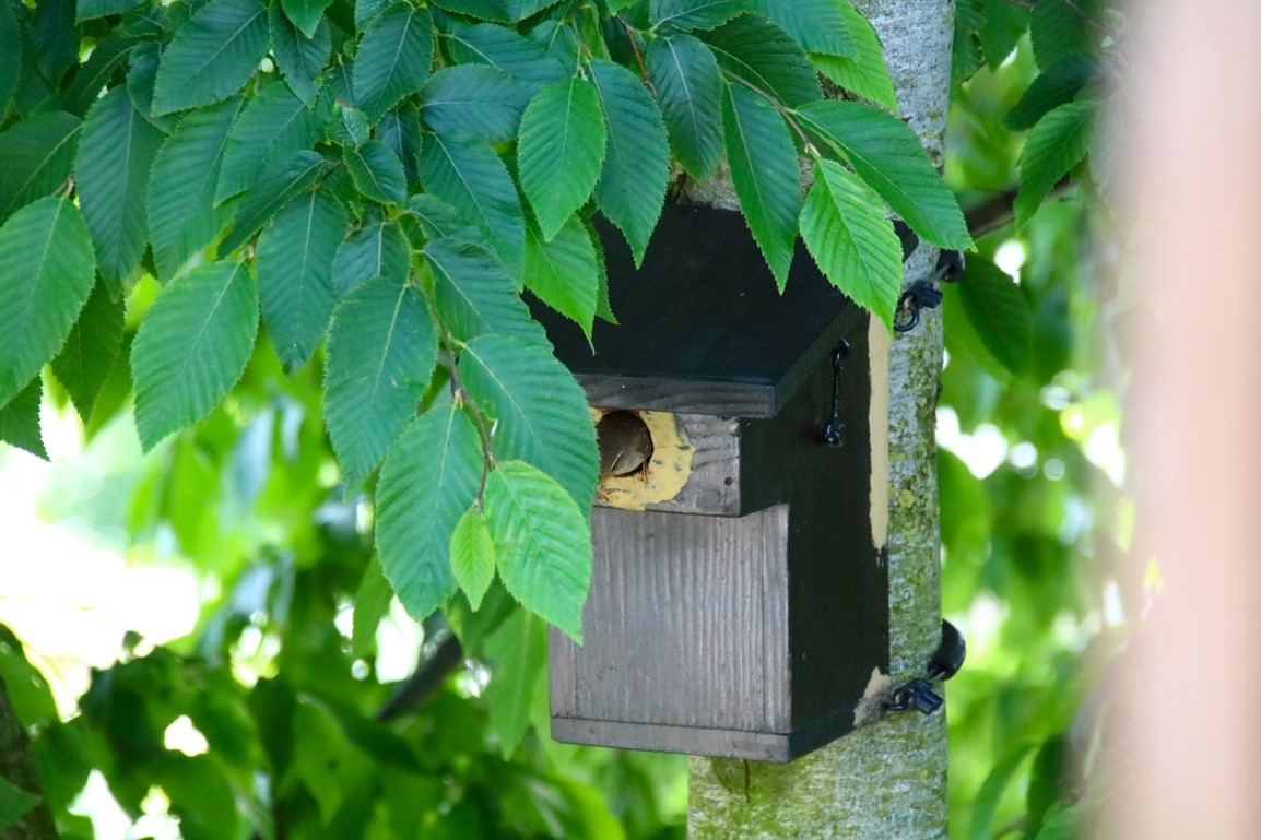 Nidification Troglodyte-mignon 6 Juin 2024 (3).JPG