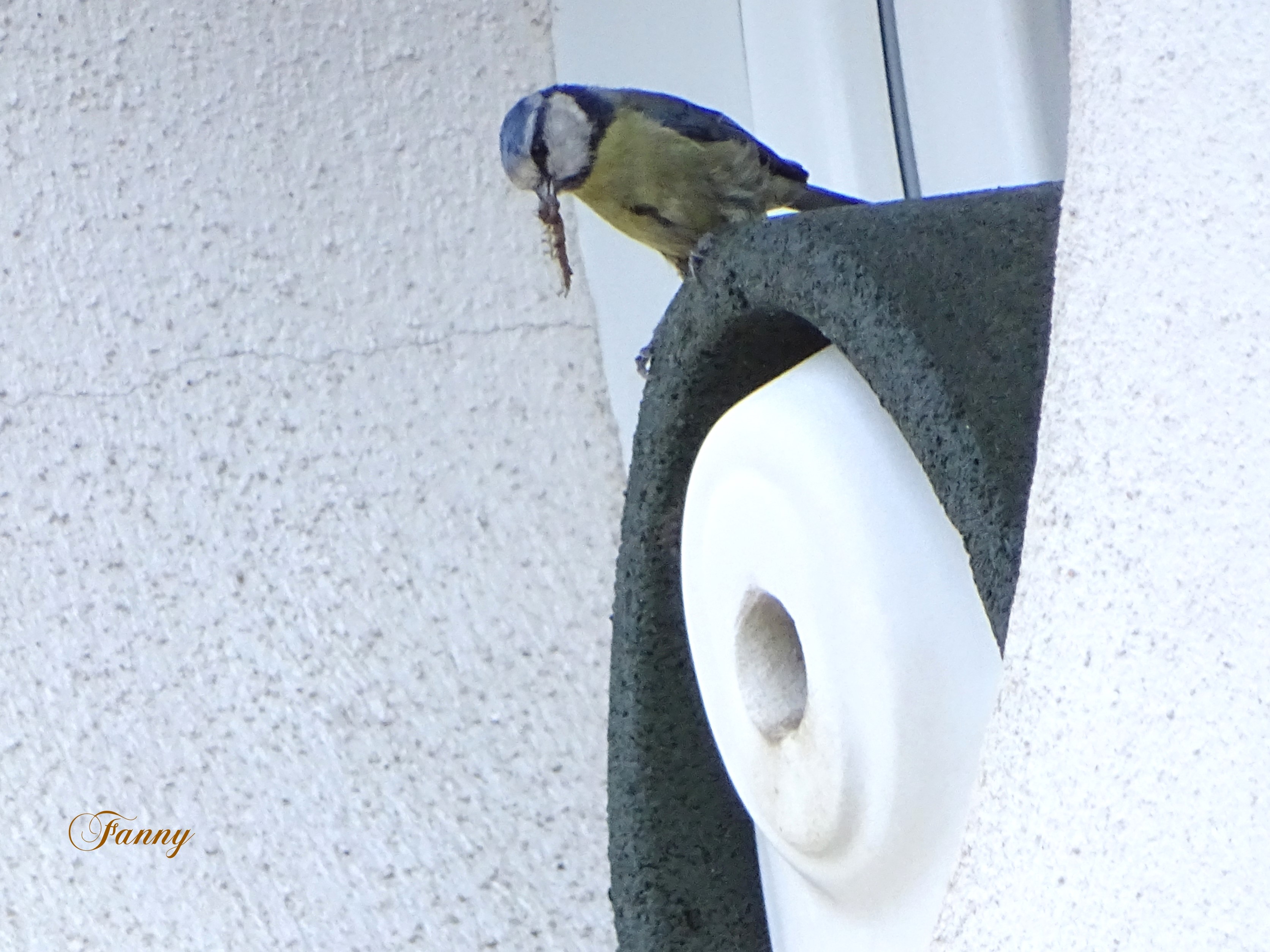 Mesange bleue Fanny Signée DSC00967.jpg