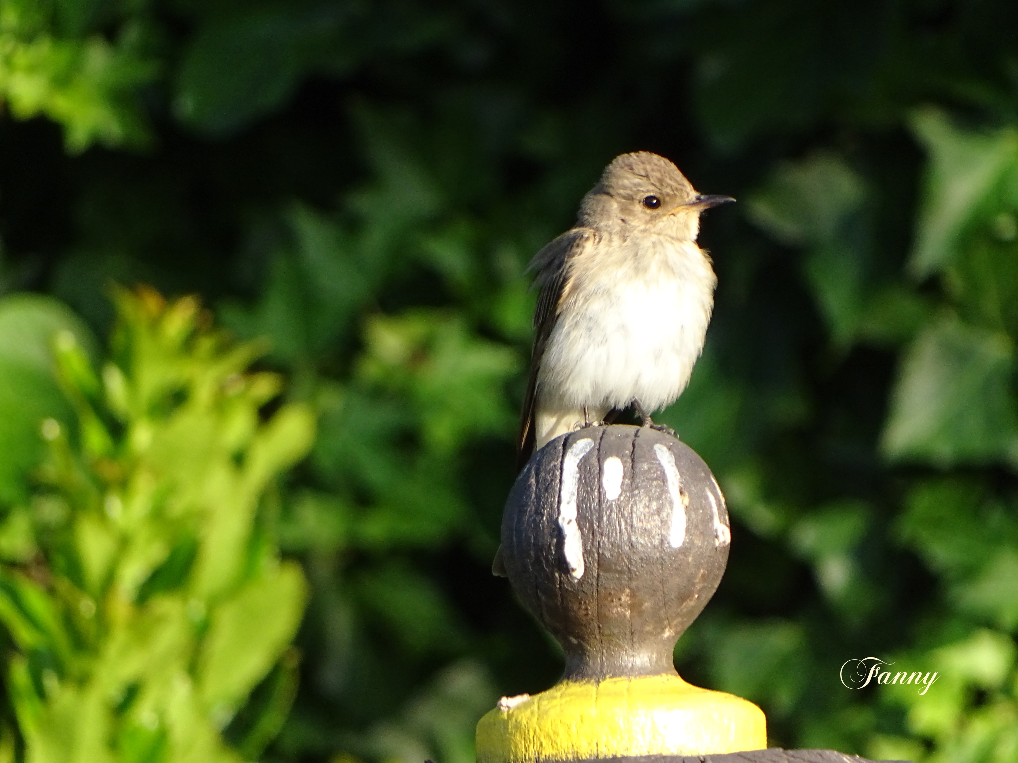 Gmouche signé DSC01403.jpg