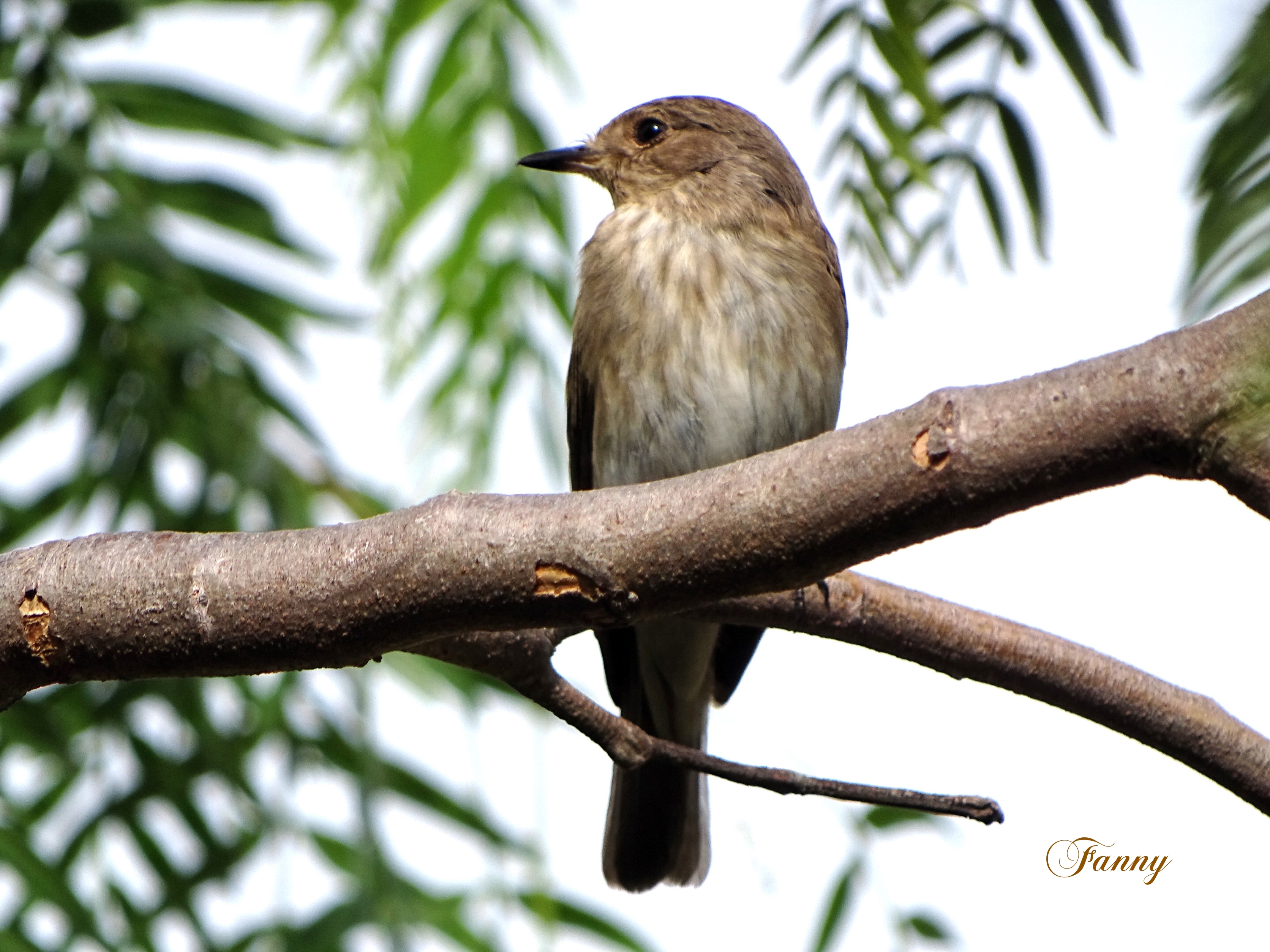 Gobemouche Signé Fanny DSC01322.jpg