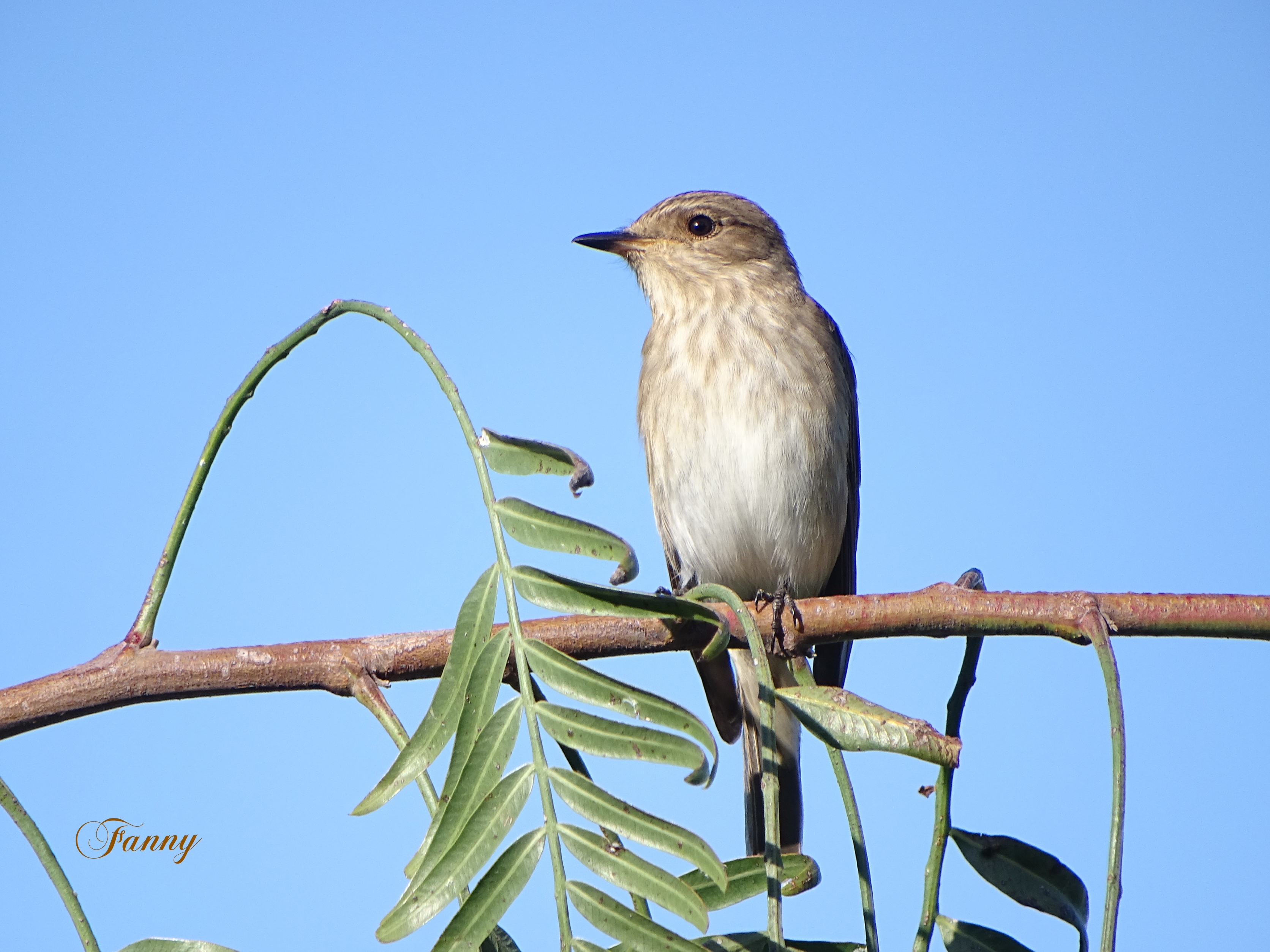 Gobemouche signé DSC010292 (2).jpg