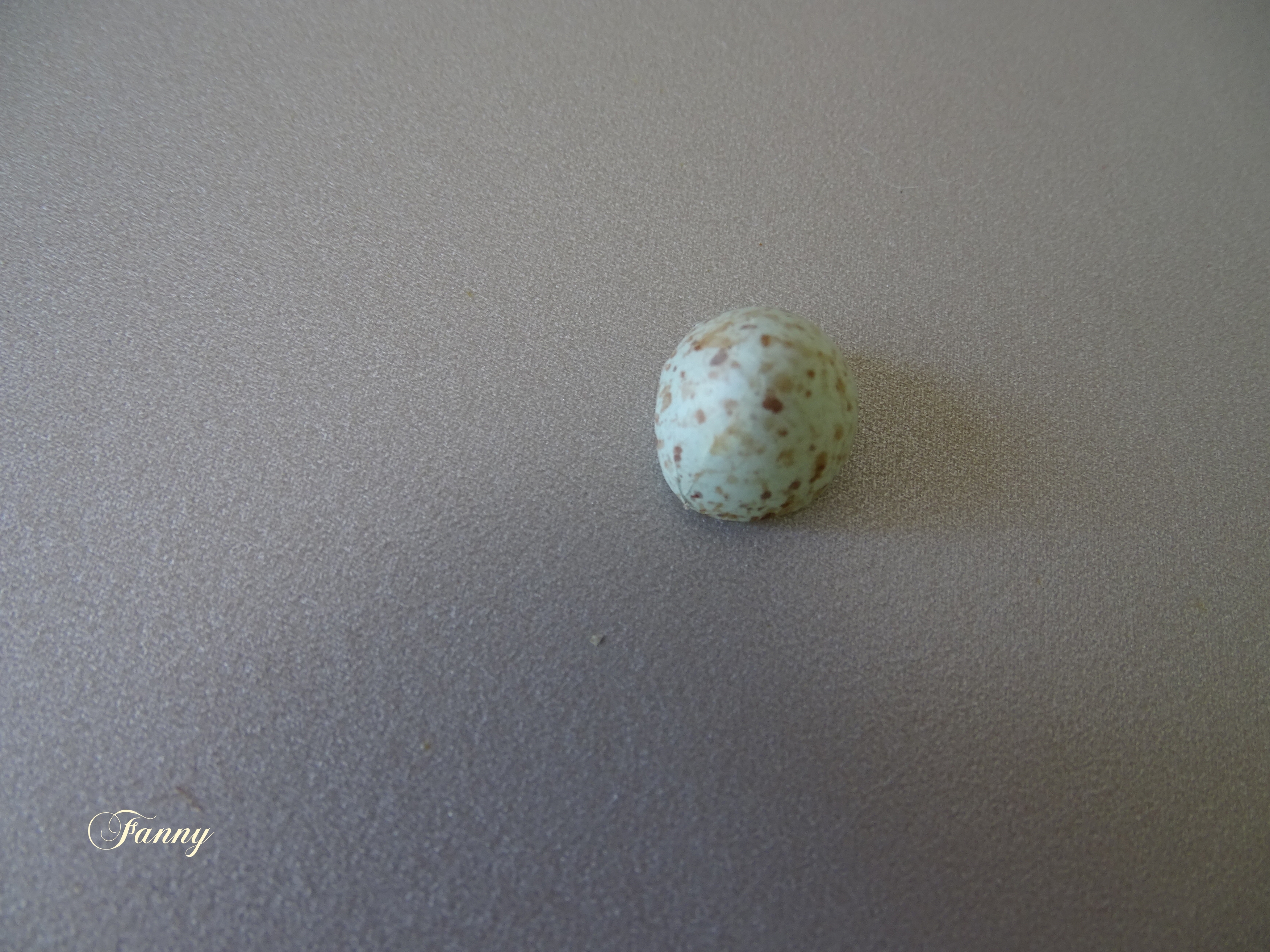 Œuf de gobemoucheDSC01426.jpg