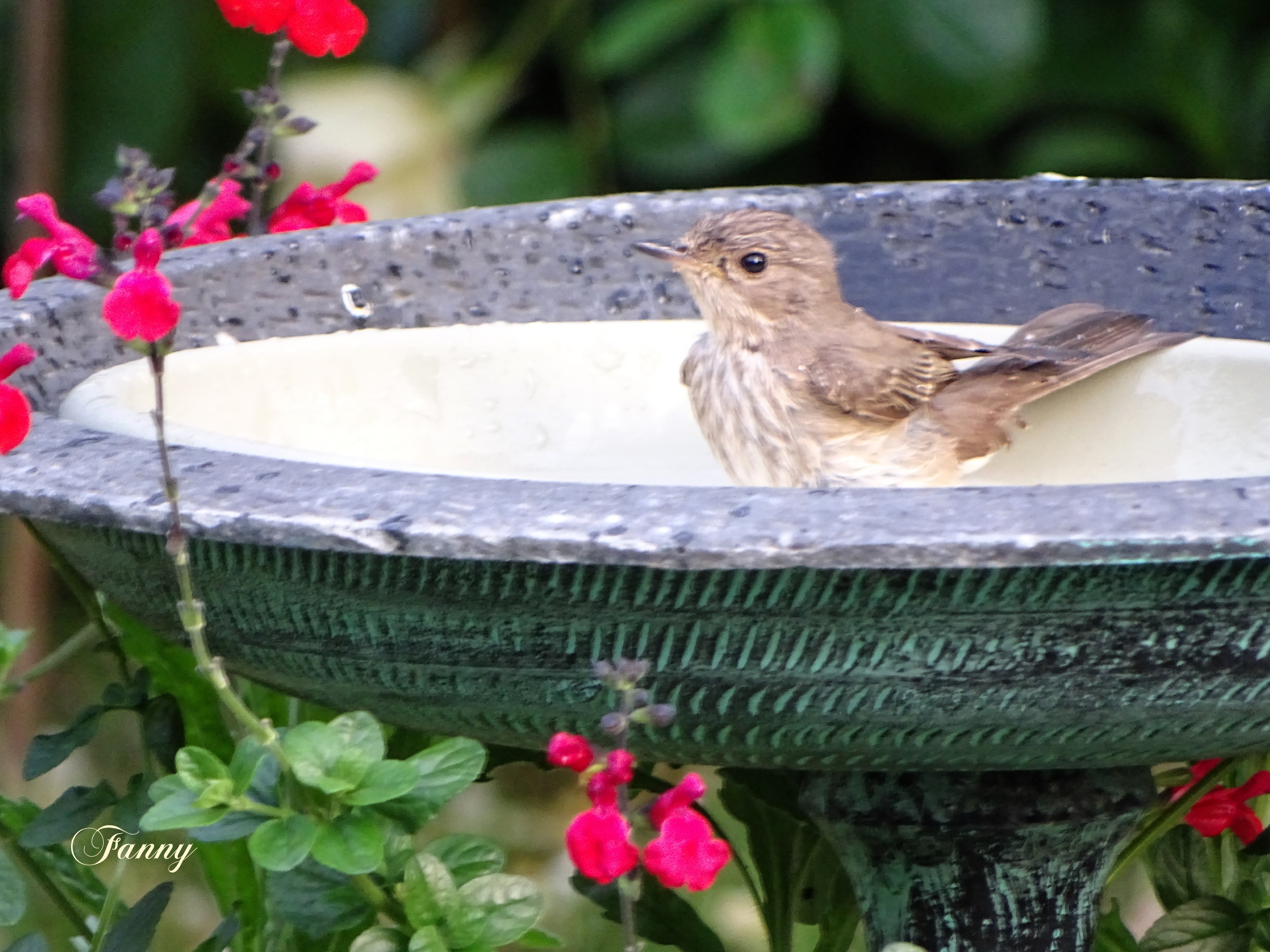 Signé Bain Gobemouche DSC01222.jpg