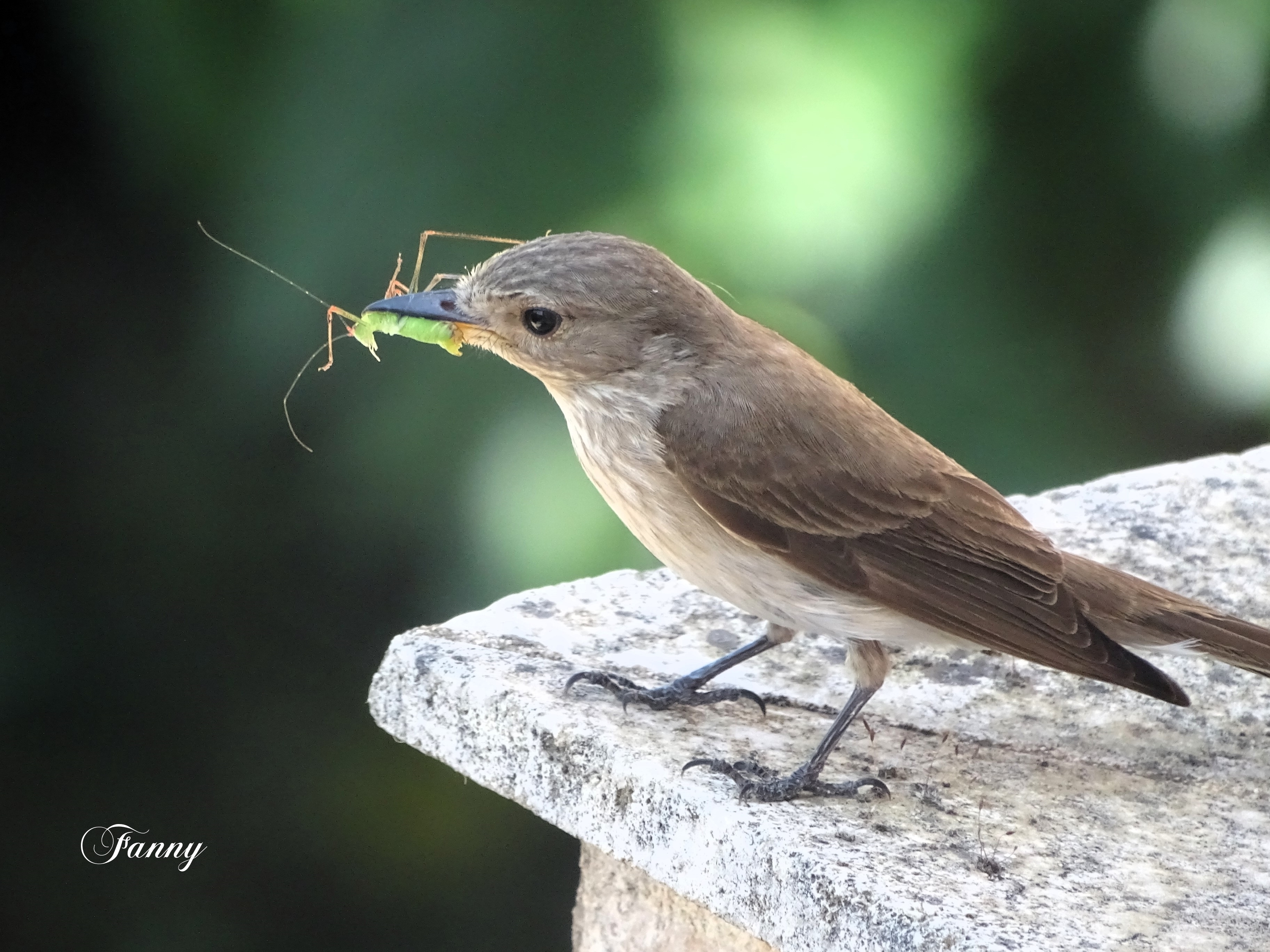 Gobemouche gris  Signée FannyDSC01663.jpg
