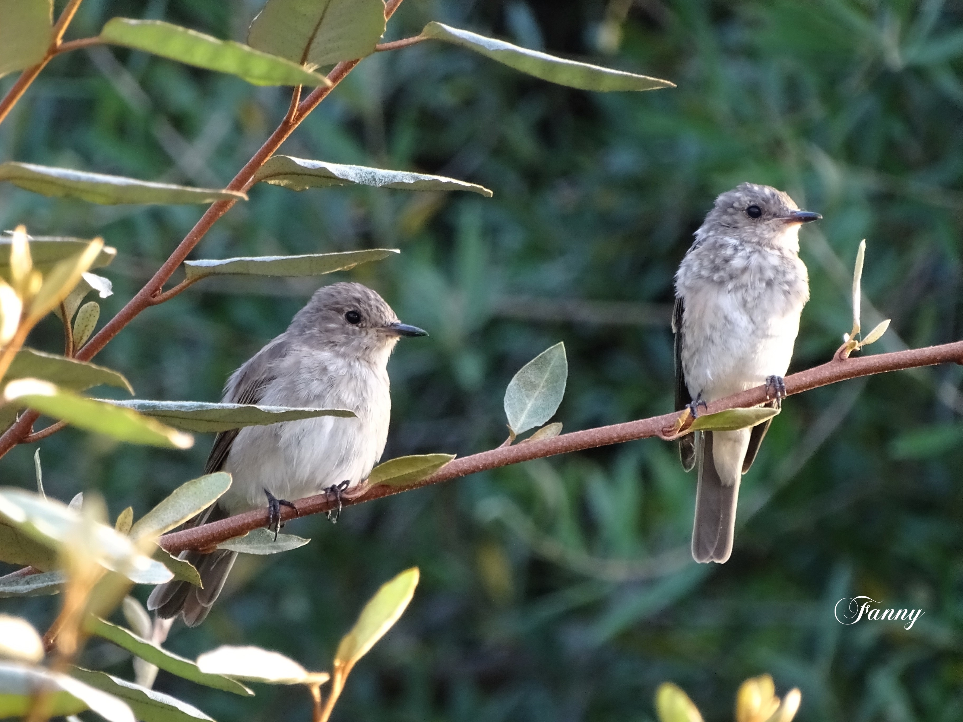 Gobemouche gris SignéDSC01723.jpg