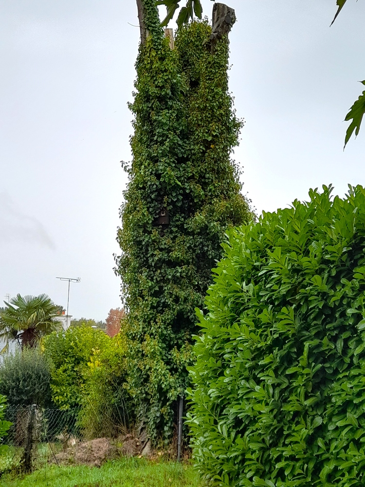 Lierre sur vieux cyprès.jpg