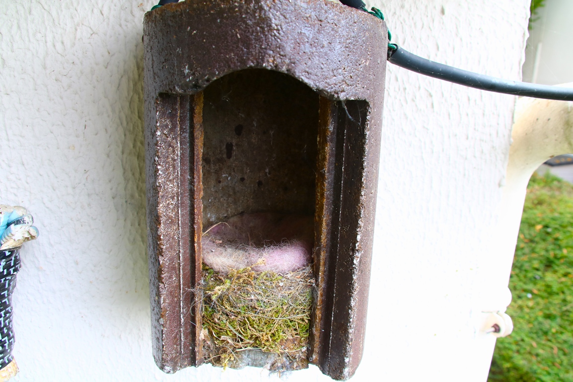 Nichoir Schwegler nidification Mésanges charbonnières 29 Octobre 2024.JPG
