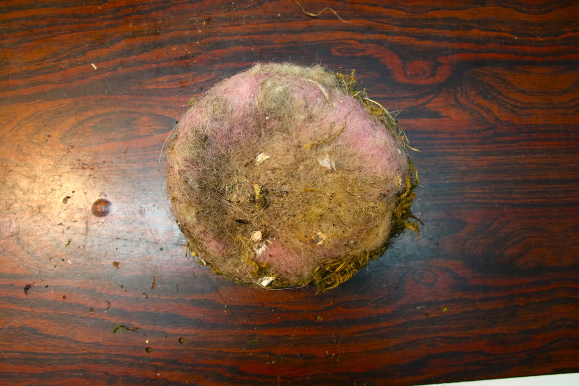 Nid Mésanges charbonnières nichoir Schwegler 2024.JPG